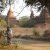 Bagan